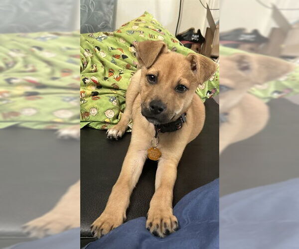 Medium Photo #2 Mutt Puppy For Sale in Raleigh, NC, USA