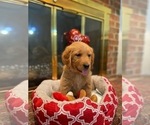 Small #27 Golden Retriever