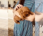 Small #28 Golden Retriever