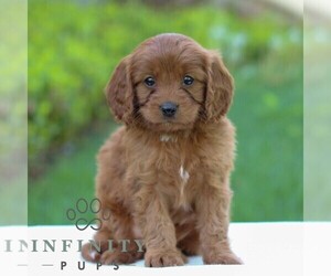 Cavapoo Puppy for sale in LITITZ, PA, USA