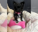 Puppy Puppy 4 Pomeranian