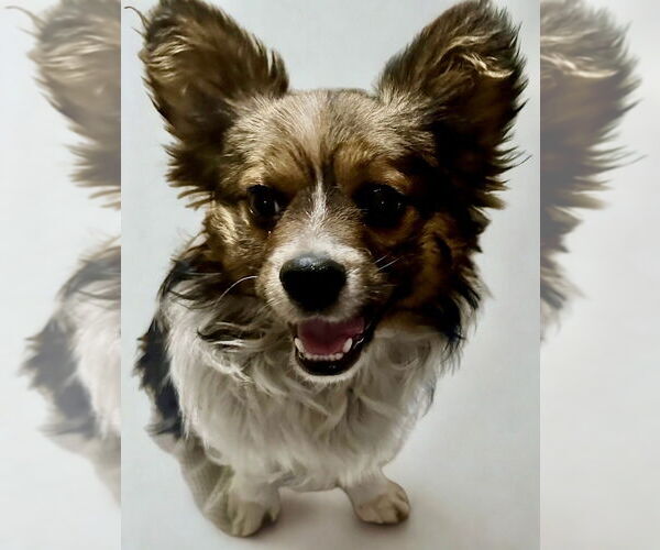 Medium Photo #1 Papillon-Unknown Mix Puppy For Sale in San Diego, CA, USA