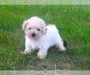Maltipoo Puppy for sale in BARNESVILLE, KS, USA