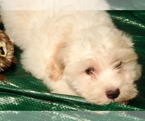 Havanese Puppy for sale in FENTON, MO, USA