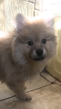 Medium Photo #1 Pomsky Puppy For Sale in EAST HAVEN, CT, USA