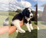 Small #24 Poodle (Standard)