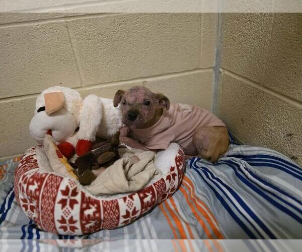 Medium Photo #7 Mutt Puppy For Sale in Rockwall, TX, USA