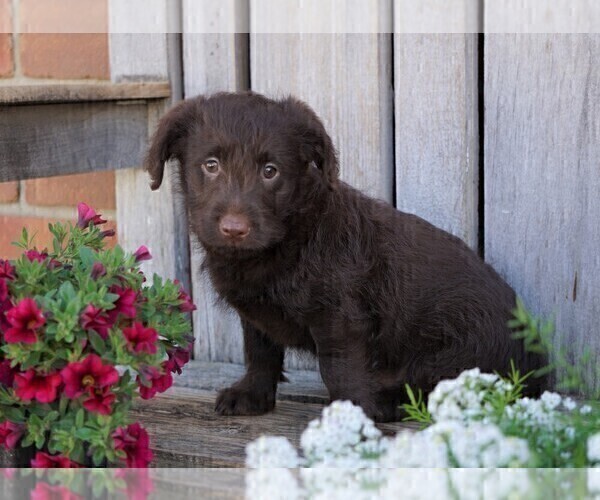 Medium Photo #3 Miniature Labradoodle Puppy For Sale in FREDERICKSBG, OH, USA
