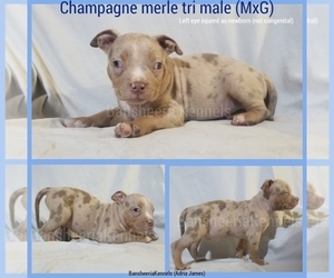 American Bully Puppy for sale in MABELVALE, AR, USA