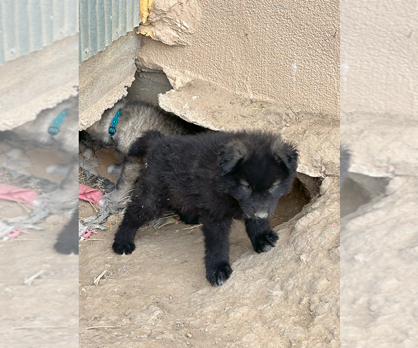 Medium Photo #2 Wolf Hybrid Puppy For Sale in LAMAR, CO, USA