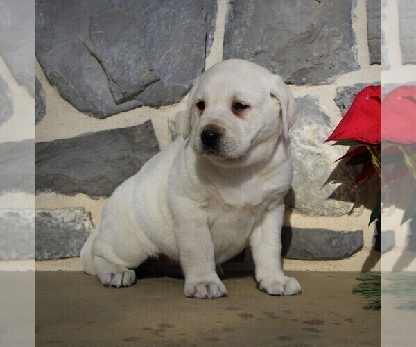 Medium Photo #2 Labrador Retriever Puppy For Sale in LEOLA, PA, USA
