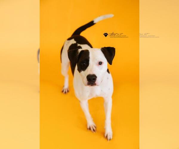 Medium Photo #5 American Pit Bull Terrier-Pointer Mix Puppy For Sale in Rockwall, TX, USA