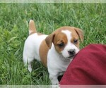 Small Photo #5 Jack-Rat Terrier Puppy For Sale in FREDONIA, KY, USA