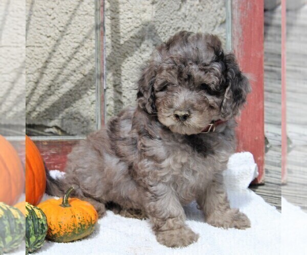 Medium Photo #5 Goldendoodle-Poodle (Miniature) Mix Puppy For Sale in GAP, PA, USA