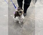 Small #2 Mutt