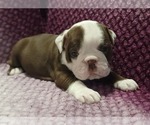 Small Olde English Bulldogge