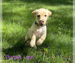 Puppy Purple Double Doodle