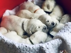 Small Photo #13 Golden Retriever Puppy For Sale in MACON, GA, USA