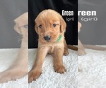 Puppy 10 Golden Retriever