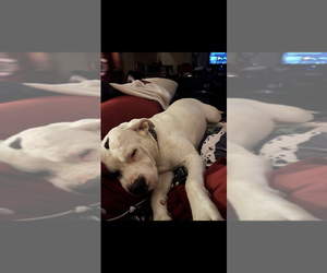 Father of the Boxador-Bullboxer Pit Mix puppies born on 10/01/2025