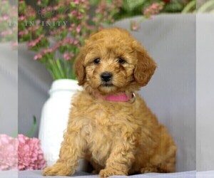 Irish Doodle Puppy for sale in NEWMANSTOWN, PA, USA