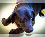 Small #1 Labrador Retriever Mix