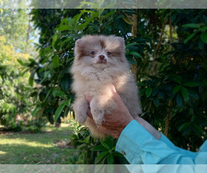 Pomeranian Puppy for sale in WEST PALM BEACH, FL, USA