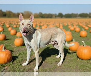 Siberian Husky-Unknown Mix Dogs for adoption in Royal Palm Beach, FL, USA