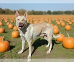 Chloe * - Female Siberian Husky-Unknown Mix Dog for Adoption - Small photo