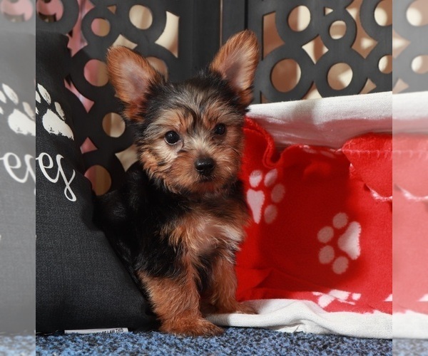 Medium Photo #5 Yorkshire Terrier Puppy For Sale in MOUNT VERNON, OH, USA