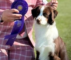 Father of the Miniature American Shepherd puppies born on 04/25/2026