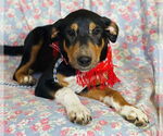 Small #1 Catahoula Leopard Dog-Miniature Pinscher Mix