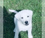 Litter of 8 - Male Labrador RetrieverLitter of Puppies for Sale - Photo #2