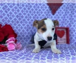 Jack Russell Terrier-Unknown Mix Puppy for sale in LANCASTER, PA, USA