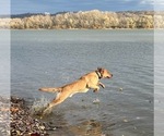 Small Photo #1 Labrador Retriever Puppy For Sale in DE MOSSVILLE, KY, USA