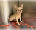 Small French Bulldog