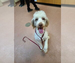 Poodle (Standard)-Unknown Mix Dogs for adoption in Ogden, UT, USA