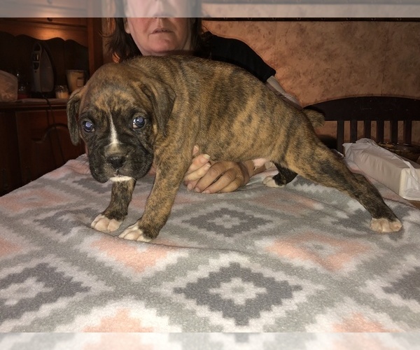 Medium Photo #7 Boxer Puppy For Sale in BISMARCK, AR, USA