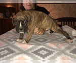 Small Photo #7 Boxer Puppy For Sale in BISMARCK, AR, USA