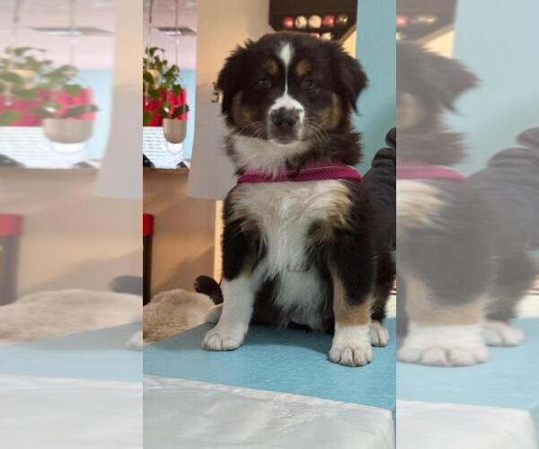 Medium Photo #8 Miniature Australian Shepherd Puppy For Sale in CLERMONT, FL, USA