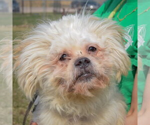 Shih Tzu Dogs for adoption in Huntley, IL, USA