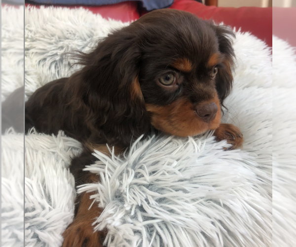 Medium Photo #18 Cavalier King Charles Spaniel Puppy For Sale in AURORA, CO, USA