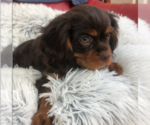 Small #8 Cavalier King Charles Spaniel