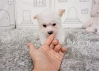 Small Photo #5 Maltipoo-Unknown Mix Puppy For Sale in FULLERTON, CA, USA