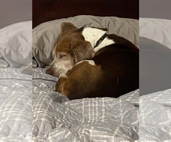 Medium Photo #4 Beagle Puppy For Sale in Tampa, FL, USA