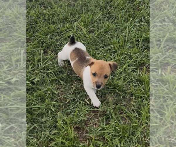 Medium Photo #3 Jack Russell Terrier Puppy For Sale in LEDBETTER, TX, USA