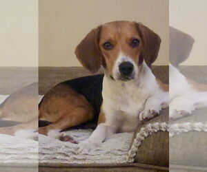 Beagle Dogs for adoption in Tampa, FL, USA