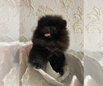 Small #7 Pomeranian