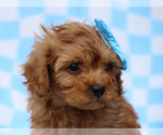 Small #4 Cavalier King Charles Spaniel-Poodle (Toy) Mix