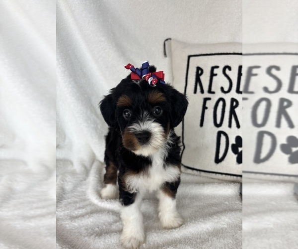 Medium Photo #2 Bernedoodle Puppy For Sale in GREENFIELD, IN, USA